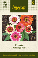 Zinnia Whirligig Fun, med tvåfärgade blommor i olika färgkombinationer