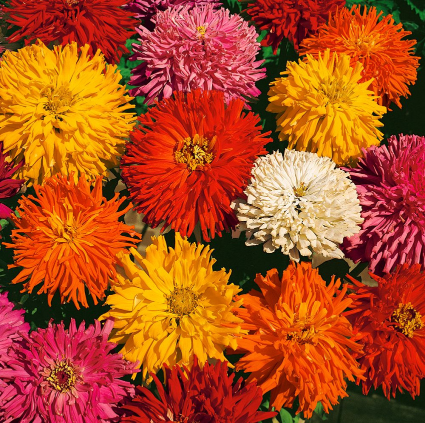 Zinnia 'Burpee Hybrids' Ettåriga blomsterväxter Zinnia elegans