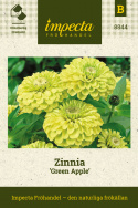 Zinnia Green Apple, Unik, dahliablommande sort med heldubbla, intensivt limegrön