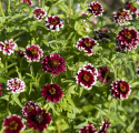 Guldzinnia ''''''''Jazzy Red''''''''