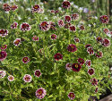 Guldzinnia ''''''''Jazzy Red''''''''