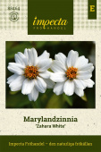 Marylandzinnia 'Zahara White'