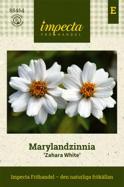 Marylandzinnia 'Zahara White'