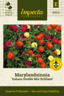 Marylandzinnia ''Zahara Double Mix Brilliant'' i nyanser av orange, rött, gult