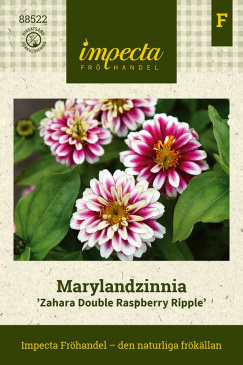 Marylandzinnia 'Zahara Double Raspberry Ripple' fröpåse Impecta