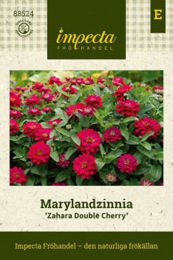 Marylandzinnia 'Zahara Double Cherry' fröpåse Impecta