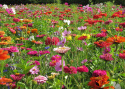 Sommarblom XL Snittblommor