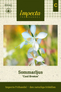 Sommarljus 'Cool Breeze', Sirliga vippor av skira blommor i renaste vitt.