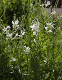 Sommarljus 'Cool Breeze', Sirliga vippor av skira blommor i renaste vitt.