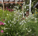 Sommarljus 'Cool Breeze', Sirliga vippor av skira blommor i renaste vitt.
