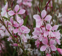 Sommarljus 'Emmeline Pink Bouquet', Sirliga vippor av skira, 2-3 cm stora blommor i körsbärsrosa till äppelblom. 