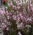Sommarljus 'Emmeline Pink Bouquet', Sirliga vippor av skira, 2-3 cm stora blommor i körsbärsrosa till äppelblom. 