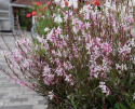 Sommarljus 'Emmeline Pink Bouquet', Sirliga vippor av skira, 2-3 cm stora blommor i körsbärsrosa till äppelblom. 