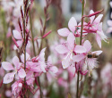 Sommarljus 'Emmeline Pink Bouquet', Sirliga vippor av skira, 2-3 cm stora blommor i körsbärsrosa till äppelblom. 