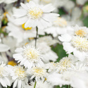 Rosenskära ''Popsocks White'', Snövita, enkla till dubbla blommor med gul mitt.