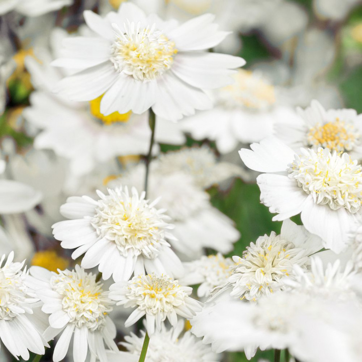Rosenskära ''Popsocks White'', Snövita, enkla till dubbla blommor med gul mitt.