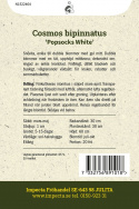 Rosenskära ''Popsocks White'', Snövita, enkla till dubbla blommor med gul mitt.