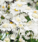 Rosenskära ''Popsocks White'', Snövita, enkla till dubbla blommor med gul mitt.