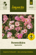 Rosenskära ''Apricotta'', blommor i varmt aprikos till äppelblom och gräddrosa.