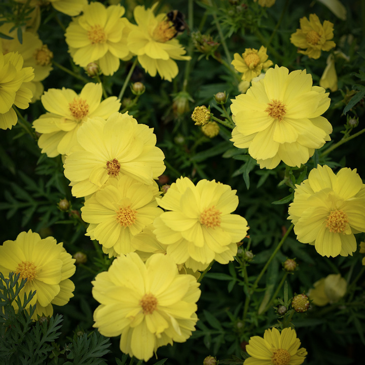 Gullskära 'Sunny Lemon' citongula blommor med enkla kronblad och vit mitt