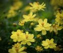 Gullskära 'Sunny Lemon' citongula blommor med enkla kronblad och vit mitt