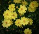 Gullskära 'Sunny Lemon' citongula blommor med enkla kronblad och vit mitt