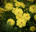 Gullskära 'Sunny Lemon' citongula blommor med enkla kronblad och vit mitt
