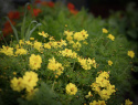 Gullskära 'Sunny Lemon' citongula blommor med enkla kronblad och vit mitt