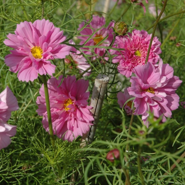 Rosenskära Double Click Rose Bonbon stora, heldubbla blombollar i lavendelrosa