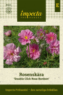 Rosenskära Double Click Rose Bonbon stora, heldubbla blombollar i lavendelrosa