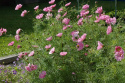 Rosenskära Double Click Rose Bonbon stora, heldubbla blombollar i lavendelrosa