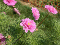 Rosenskära Double Click Rose Bonbon stora, heldubbla blombollar i lavendelrosa