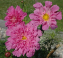 Rosenskära Double Click Rose Bonbon stora, heldubbla blombollar i lavendelrosa