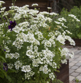 Blomsterkörvel 'White Lace'