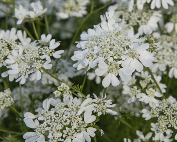 Blomsterkörvel 'White Lace'