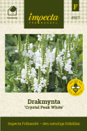 Drakmynta 'Crystal Peak White', Täta, vita blomspiror över mörkgrönt bladverk.