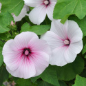 Sommarmalva 
