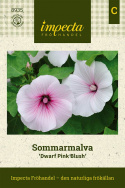 Sommarmalva 