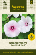 Sommarmalva 