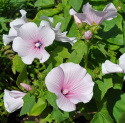 Sommarmalva 