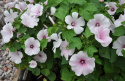 Sommarmalva 