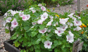 Sommarmalva 