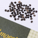 Sommarmalva 