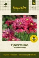 Fjädervallmo 'Rose Feathers', Stora körsbärsröda till hallonrosa blommor