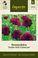 Rosenskära 'Double Click Cranberries', heldubbla blombollar i vinrött.