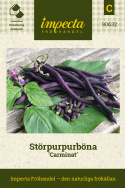 Störpurpurböna 'Carminat', Djupt purpurviolett brytböna med helt trådfria baljor