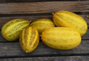 Orientalisk Melon F1 'Prolific' avlång melon med ljusgult fruktkött