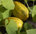 Orientalisk Melon F1 'Prolific' avlång melon med ljusgult fruktkött