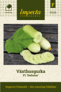 Växthusgurka F1 'Delistar', Små, fina slanggurkor, utsökt krispiga och goda.