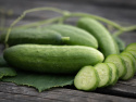 Slanggurka 'Beit Alpha', Salladsgurka, mörkgrön, saftig och krispig sort.